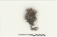 藏品(白齒苔科)的圖片